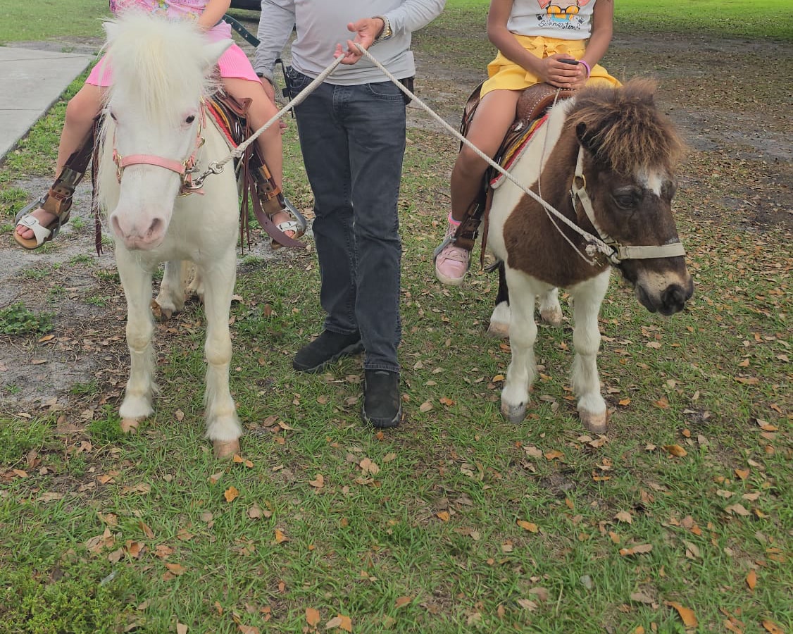 Ponies & Petting Zoo available for rent from Adventure Fifi Party Rental
